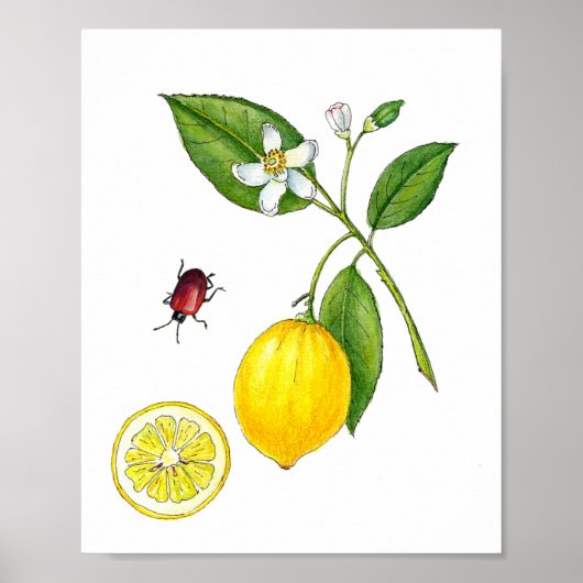 Wasserfarbe Zitronenfrucht botanisches Poster (Vorne)