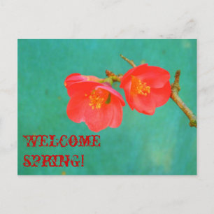 Wasserfarbiger Sakura-Blossom Postkarte