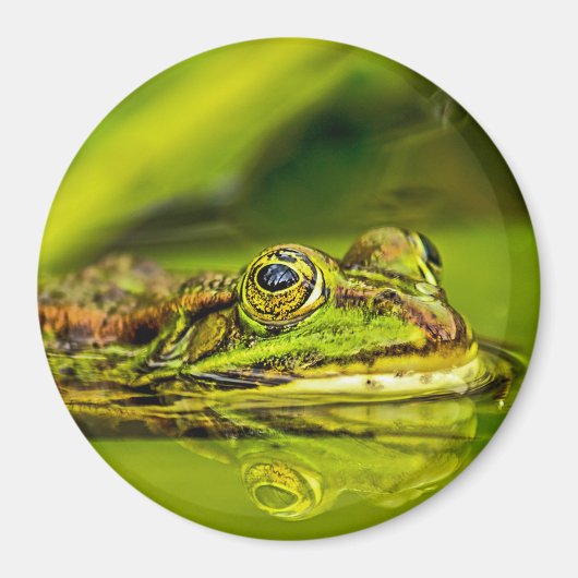 Wasserfrosch Magnet (Vorne)