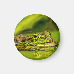 Wasserfrosch Magnet