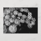 Wassergarten, Postkarten (Vorderseite)