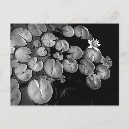 Wassergarten, Postkarten (Vorderseite)