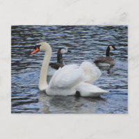Wassergeflügel ~ Postkarte