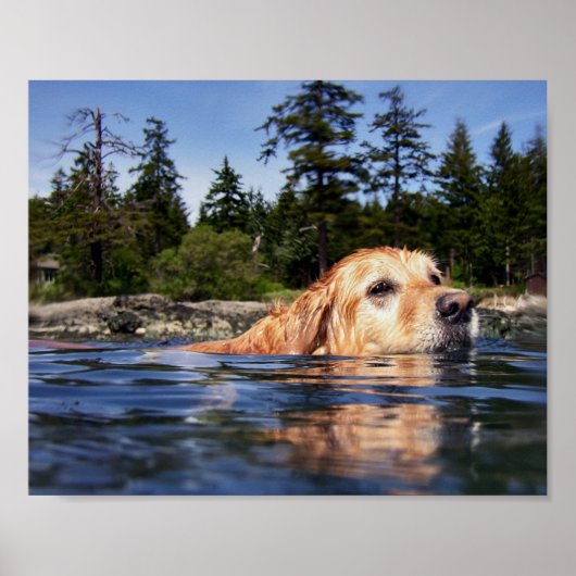 Wasserhund - Kunstdrucke Poster (Vorne)