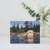 Wasserhund - Postkarte (Stehend Vorderseite)