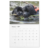 Wasserhunde aus Nottobar Kalender (Feb 2027)