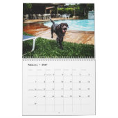 Wasserhunde Kalender (Feb 2027)