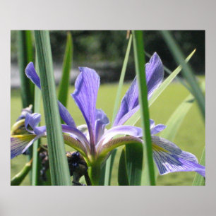 Wasseriris auf dem Teich Poster