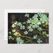 Wasserklee Postkarte (Vorne/Hinten)