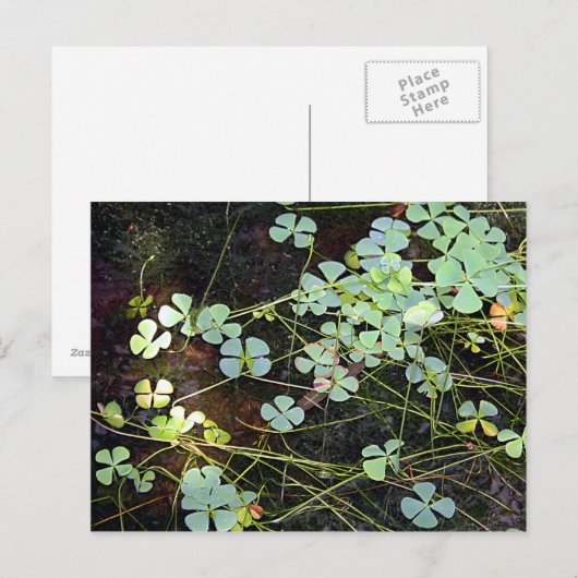 Wasserklee Postkarte (Vorne/Hinten)
