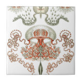 Wasserleben ~ Haeckel ~ Quallen-Keramiken Fliese (Vorderseite)