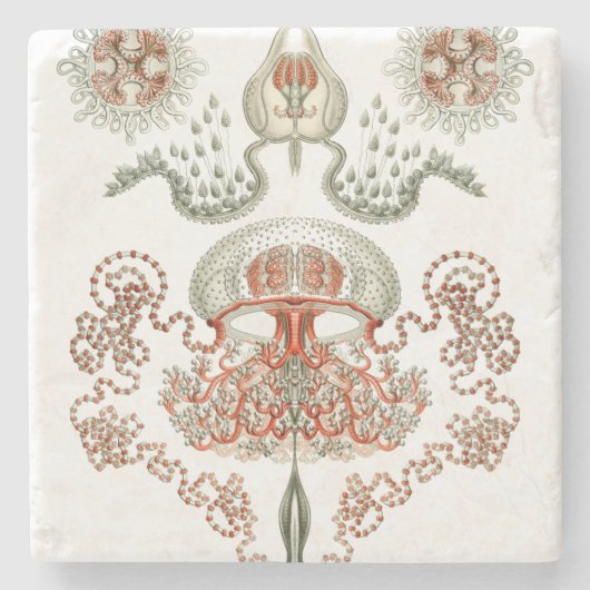 Wasserleben ~ Haeckel ~ Quallen Steinuntersetzer (Vorderseite)