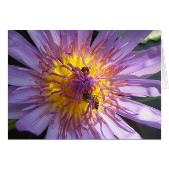 Wasserlilie (Vorderseite (Horizontal))