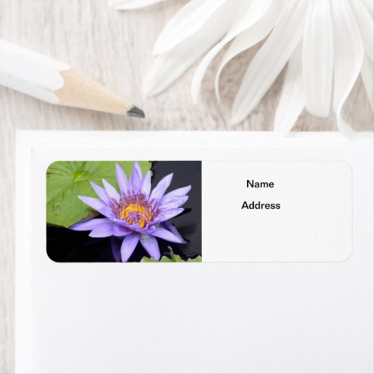 Wasserlilie 2 (Insitu)