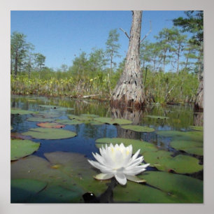 Wasserlilie 2 poster