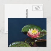 Wasserlilie 2 postkarte (Vorne/Hinten)