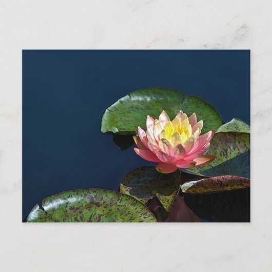 Wasserlilie 2 postkarte (Vorderseite)