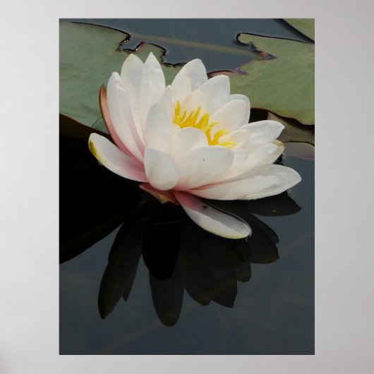 Wasserlilie Blume Poster (Vorne)