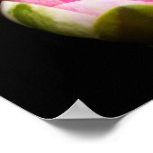 Wasserlilie Blume Poster (Ecke)