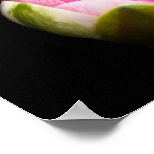 Wasserlilie Blume Poster (Ecke)