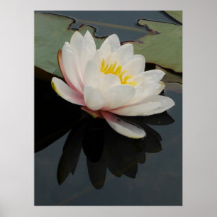 Wasserlilie-Blume-Poster Poster