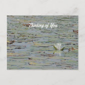 Wasserlilie Blume See Postkarte (Vorderseite)