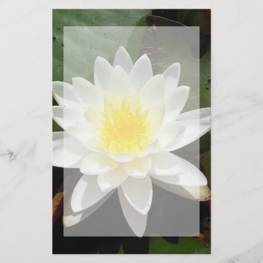 Wasserlilie Briefpapier (Vorderseite)