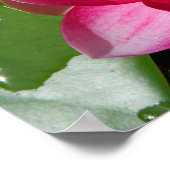 Wasserlilie CloseUp Poster (Ecke)