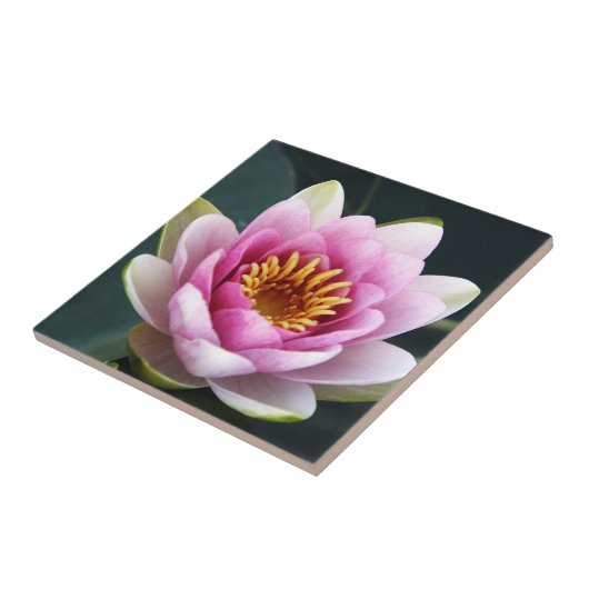 Wasserlilie Fliese (Seite)