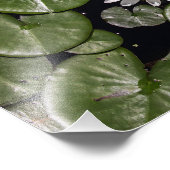 Wasserlilie Fotodruck (Ecke)