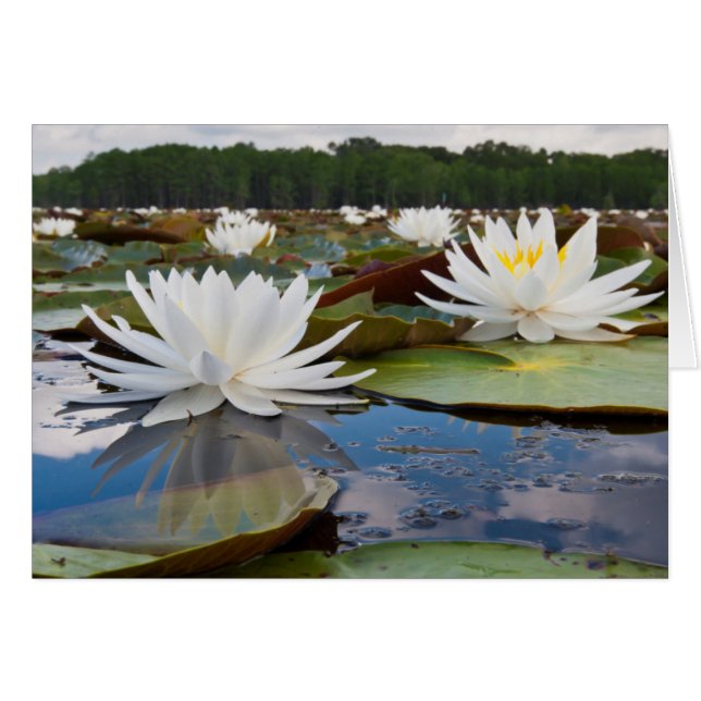 Wasserlilie Fragrande (Nymphaea Odorata) auf Caddo (Vorderseite (Horizontal))