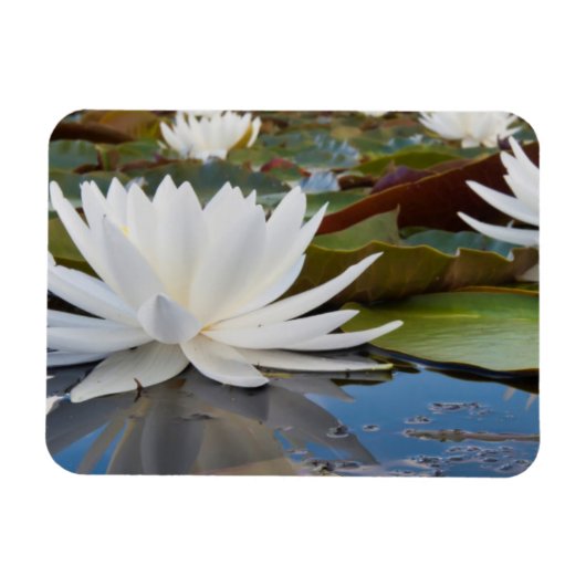 Wasserlilie Fragrande (Nymphaea Odorata) auf Caddo Magnet (Horizontal)