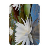 Wasserlilie Fragrande (Nymphaea Odorata) auf Caddo Magnet (Vertikal)