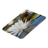 Wasserlilie Fragrande (Nymphaea Odorata) auf Caddo Magnet (Linke Seite)