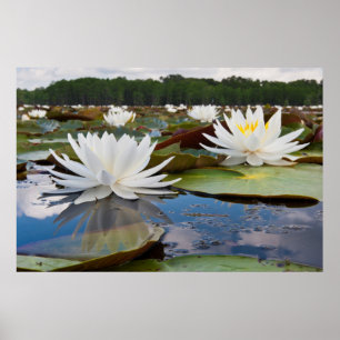 Wasserlilie Fragrande (Nymphaea Odorata) auf Caddo Poster
