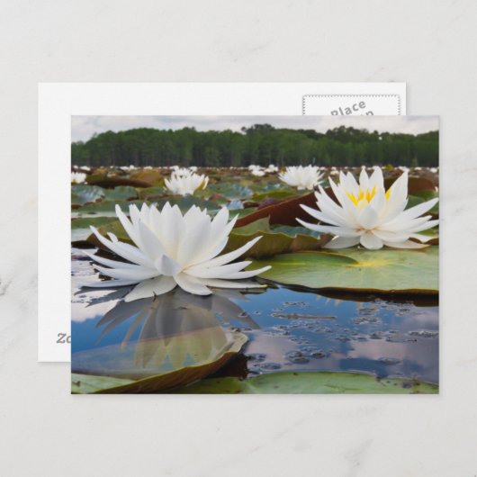 Wasserlilie Fragrande (Nymphaea Odorata) auf Caddo Postkarte (Vorne/Hinten)