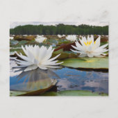 Wasserlilie Fragrande (Nymphaea Odorata) auf Caddo Postkarte (Vorderseite)