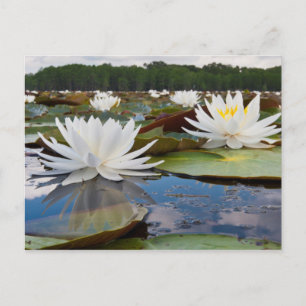 Wasserlilie Fragrande (Nymphaea Odorata) auf Caddo Postkarte