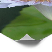 Wasserlilie im Blut Poster (Ecke)