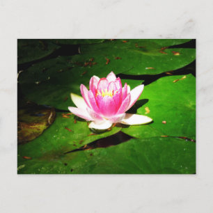 Wasserlilie im kroatischen botanischen Garten Postkarte