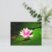 Wasserlilie im kroatischen botanischen Garten Postkarte (Stehend Vorderseite)