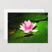 Wasserlilie im kroatischen botanischen Garten Postkarte (Vorne/Hinten)