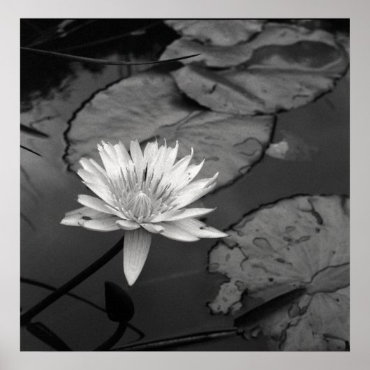 Wasserlilie in Blüte Poster (Vorne)