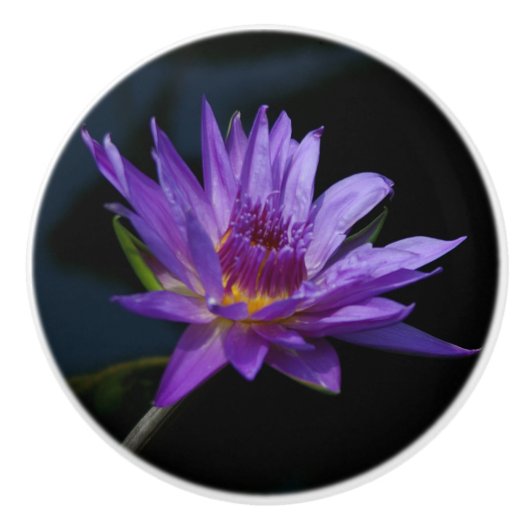 Wasserlilie-Keramik Keramikknauf (Vorderseite)