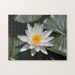 Wasserlilie Lotus Blume Schönes Foto Puzzle