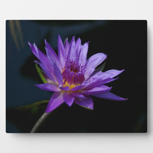 Wasserlilie Lotus Fotoplatte (Vorderseite)