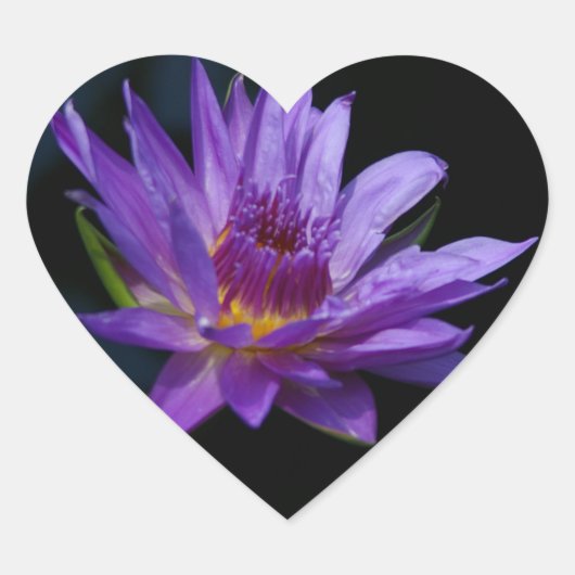 Wasserlilie Lotus Herz-Aufkleber (Vorderseite)