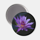 Wasserlilie Lotus Magnet (Vorderseite/Rückseite)