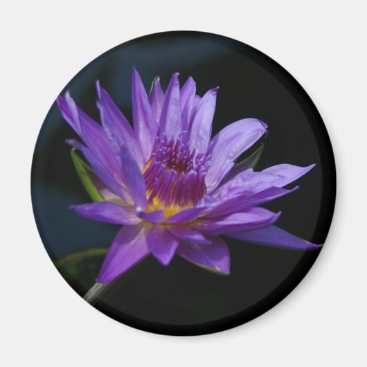 Wasserlilie Lotus Magnet (Vorne)