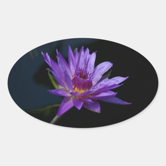 Wasserlilie Lotus Ovaler Aufkleber (Vorderseite)